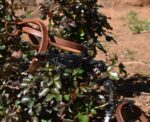 ESPUELA VAQUERA FRAGUA ACERO INOX ENVEJECIDO