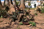 ESPUELA VAQUERA FRAGUA ACERO INOX ENVEJECIDO