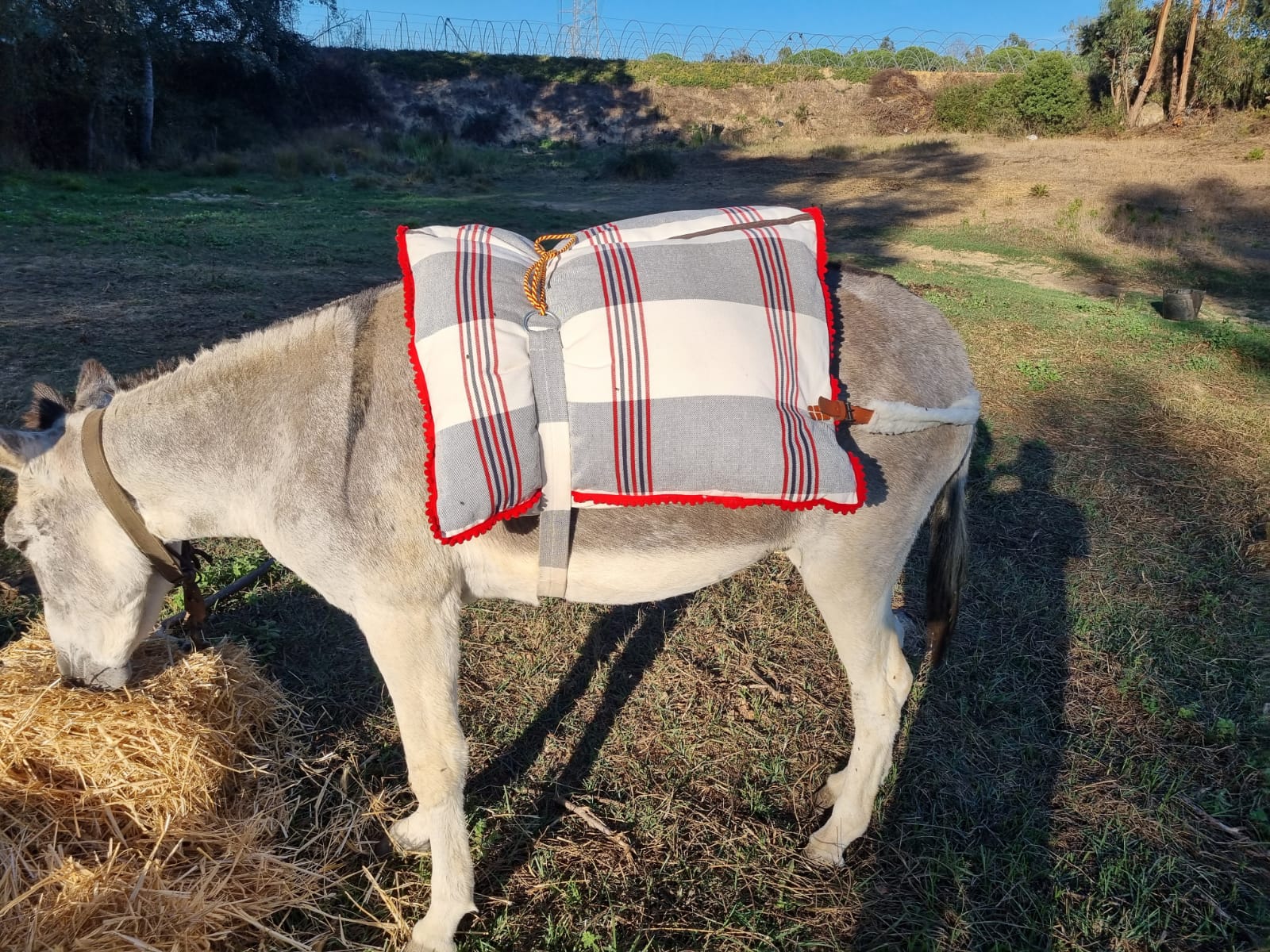 ALBARDA PARA BURRO Y MULO (KIT COMPLETO)