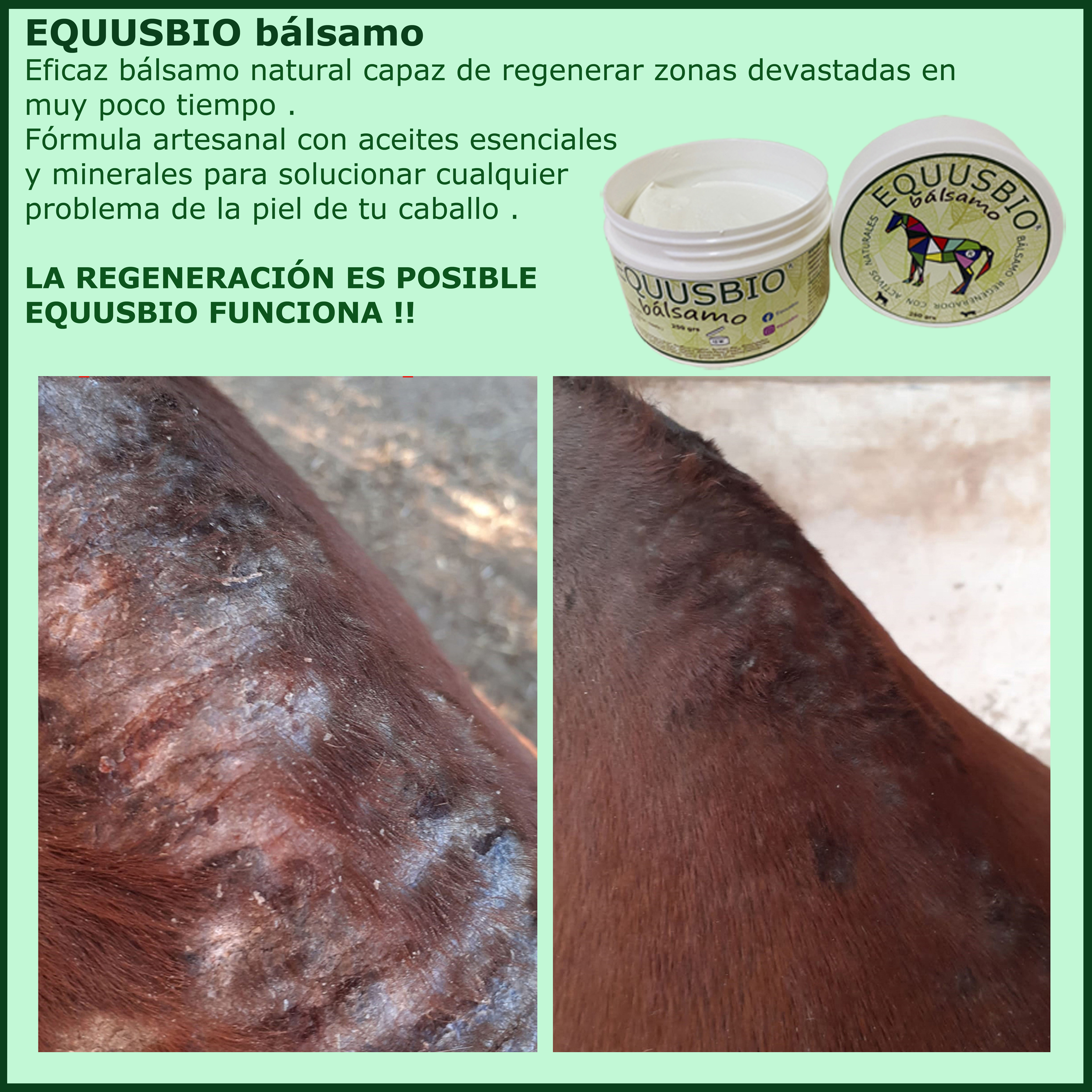 publicación dermatitis en crinera