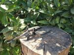 ESPUELAS ARTESANALES CLÁSICAS FRAGUA